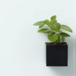 Naga Super Stærk Magnetisk Boks